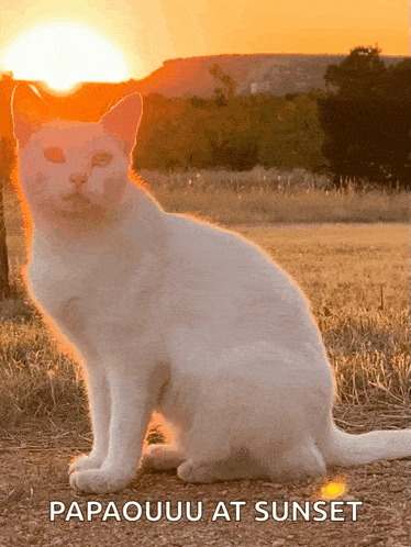 Sunset Kitty GIF - Sunset Kitty Cat GIFs