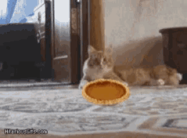 a cat looking at a pie on the floor