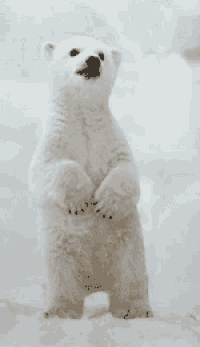 a polar bear standing on its hind legs looking up