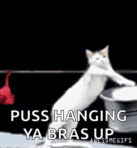 a cat is hanging a shirt on a clothes line with the words puss hanging ya bras up .