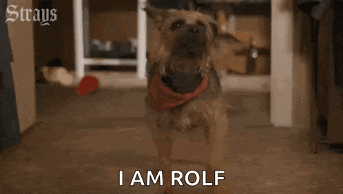 a dog is standing in a room with the words `` i am rolf '' written on the floor .