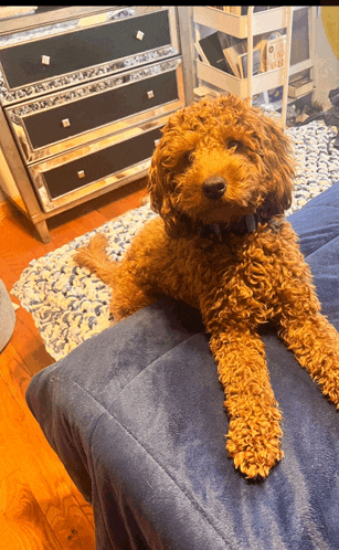a small brown dog is laying on a blue blanket on a bed