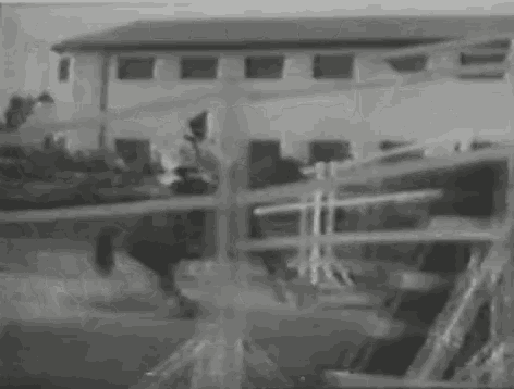 Jumping Horse GIF - Jumping Horse Rodeo GIFs