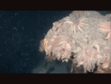 a scuba diver is looking at a large coral reef in the ocean