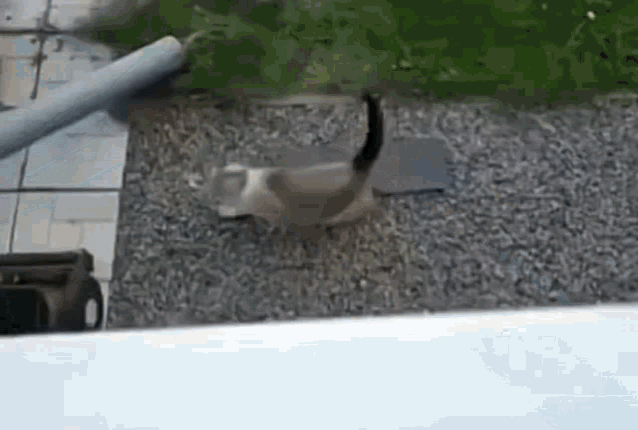 Cat Kiss Cat Jump GIF - Cat Kiss Cat Jump Cat Fly GIFs