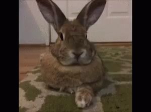 Bunny Rabbit GIF - Bunny Rabbit Cute Animals GIFs