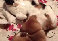 Ah This Is The Purrfect Spot GIF - Dog Cat Sit GIFs
