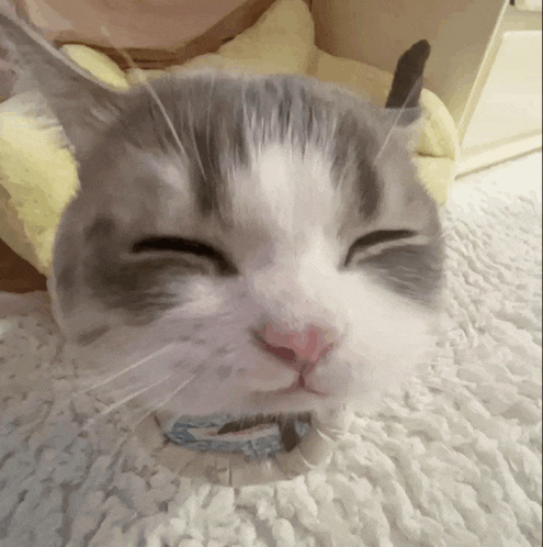 a gray and white cat is sleeping on a white carpet
