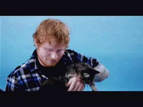 Ed Sheeran Cat GIF - Ed Sheeran Cat Pet GIFs