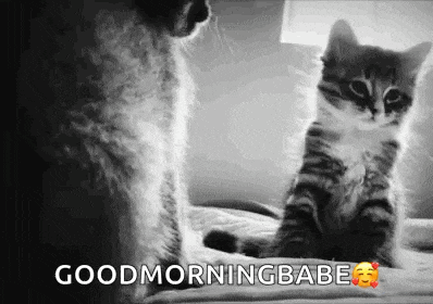 a black and white photo of a cat and a kitten on a bed .