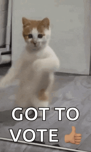 a cat is dancing in front of a mirror with the words got to vote above it .