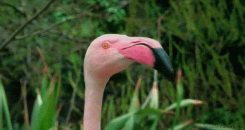 Flamingo Surprised GIF - Flamingo Surprised Hey GIFs