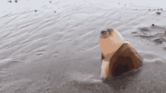 a small dog is swimming in a body of water .