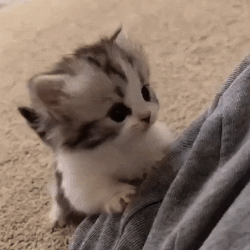 a small kitten is sitting on top of a person 's leg .