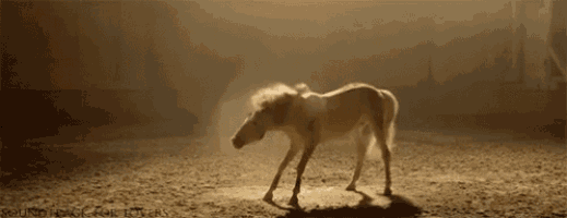 a small white horse is walking in a dirt field