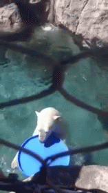 Polar Bear Plays With The Audience GIF - Polar Bear Frisbee Play GIFs