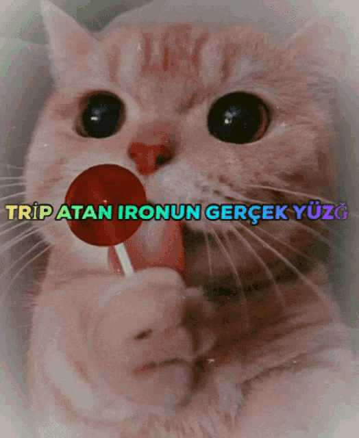 a cat is holding a lollipop in its mouth with tripatan ironun gerçek yüzg written above it