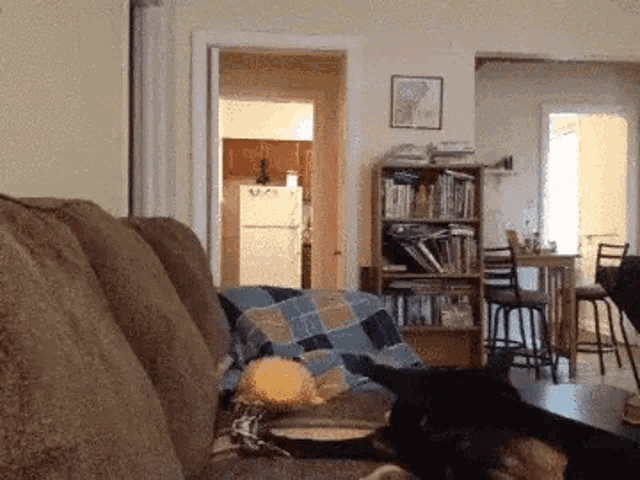 Baily Couch Fall GIF - Baily Couch Fall Dog Falls Off Couch GIFs