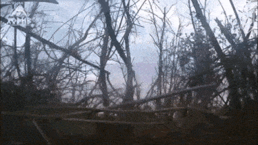 a video of a forest with a russian logo in the upper left corner