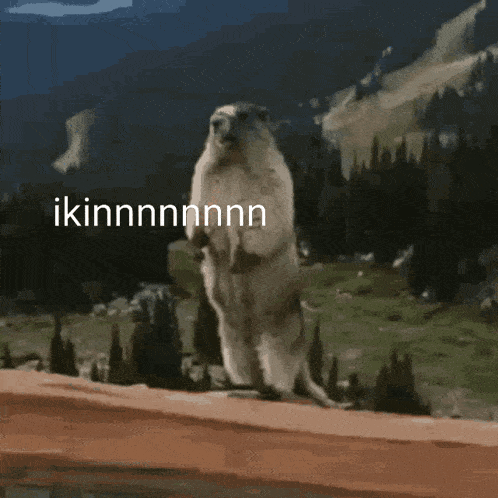 a ground squirrel is standing on its hind legs with the words ikinnnnnnnn written on the bottom