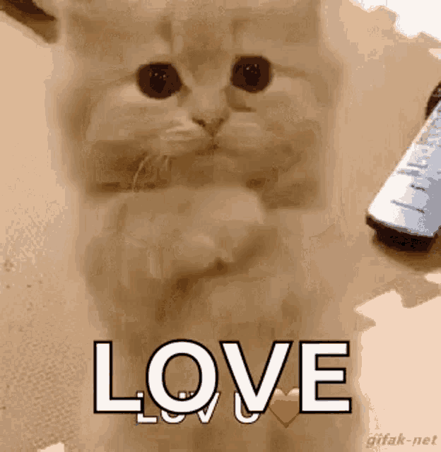 Kitten Love GIF - Kitten Love Luv U GIFs