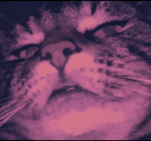 a close up of a cat 's face in a pink and blue painting
