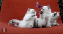 Cat Butterfly GIF - Cat Butterfly Play GIFs