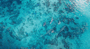 a group of people are swimming in the ocean .