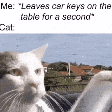 Car Cat GIF - Car Cat Driving GIFs