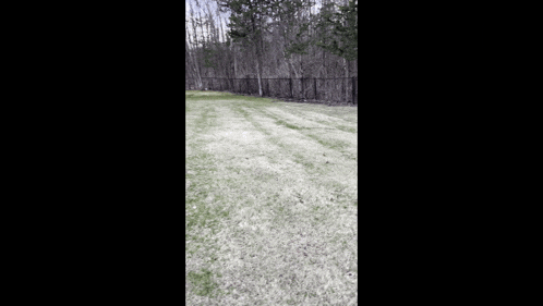 a pink ball is flying through the air on a lawn .