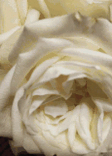 White Roses For Janet GIF - White Roses For Janet White Roses GIFs