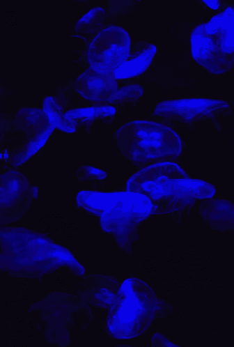 glowing blue jellyfish are swimming in a dark pool