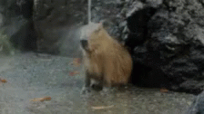 Animals Relax GIF - Animals Relax Chill GIFs