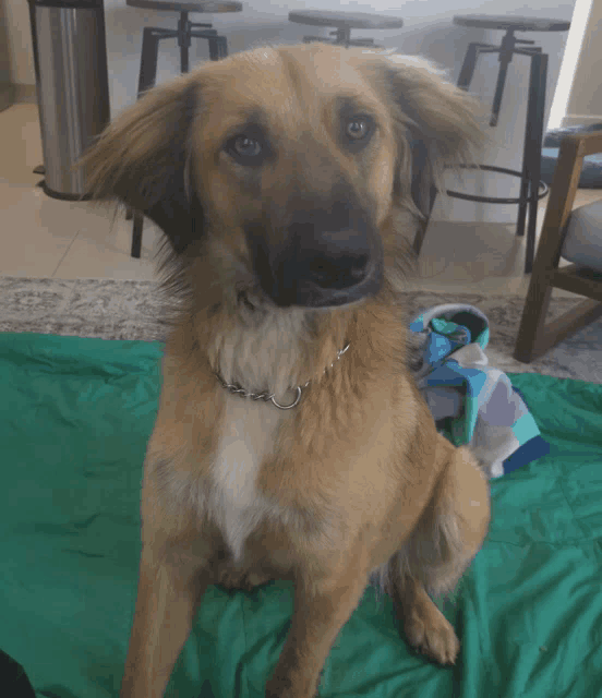 a brown and white dog is sitting on a green blanket and looking at the camera