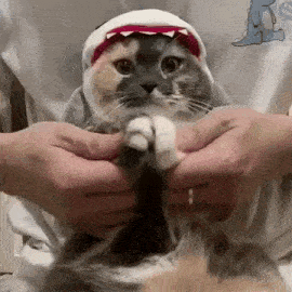 a cat wearing a shark hat is being stretched by a person .