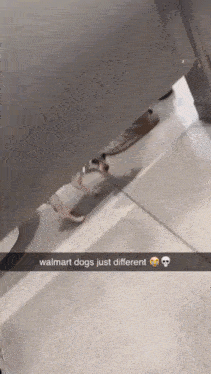 Walmart Dog GIF - Walmart Dog Blud GIFs