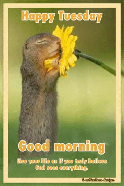 a picture of a squirrel holding a yellow flower in its mouth with the words happy tuesday good morning