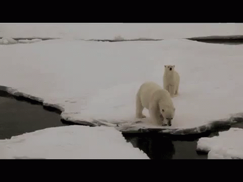 Salvemos El Artico GIF - Oso Polar Osopolar GIFs