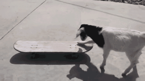 Did You See Me Go?! Did Ya?! GIF - Goat Skateboard Ride GIFs