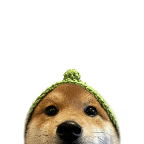 a dog wearing a green hat is looking up at three question marks