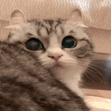 a close up of a cat looking at the camera with big blue eyes .