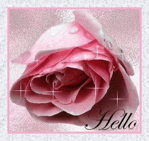 a pink rose with water drops on it is on a card that says hello