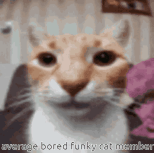 Funky Cat Gc Bored GIF - Funky Cat Gc Bored Cat GIFs