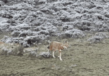 Ethiopian Wolf Walking GIF - Ethiopian Wolf Wolf Walking GIFs