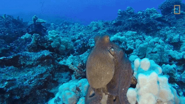 Camouflage World Octopus Day GIF - Camouflage World Octopus Day Sea GIFs