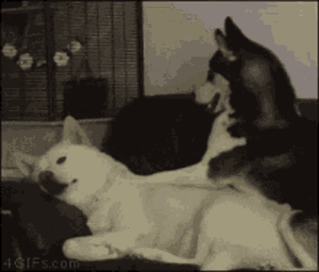 Dog Pet GIF - Dog Pet Wake Up GIFs
