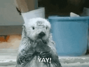 a sea otter is standing on its hind legs with its hands on its face .