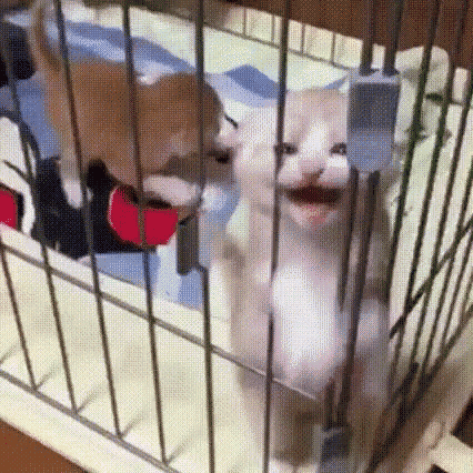 Kitten Stuck GIF - Kitten Stuck GIFs