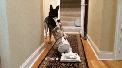 Cleaning Funny GIF