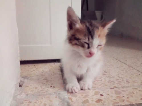 Ponponina Kitten GIF - Ponponina Kitten Tired Kitten GIFs